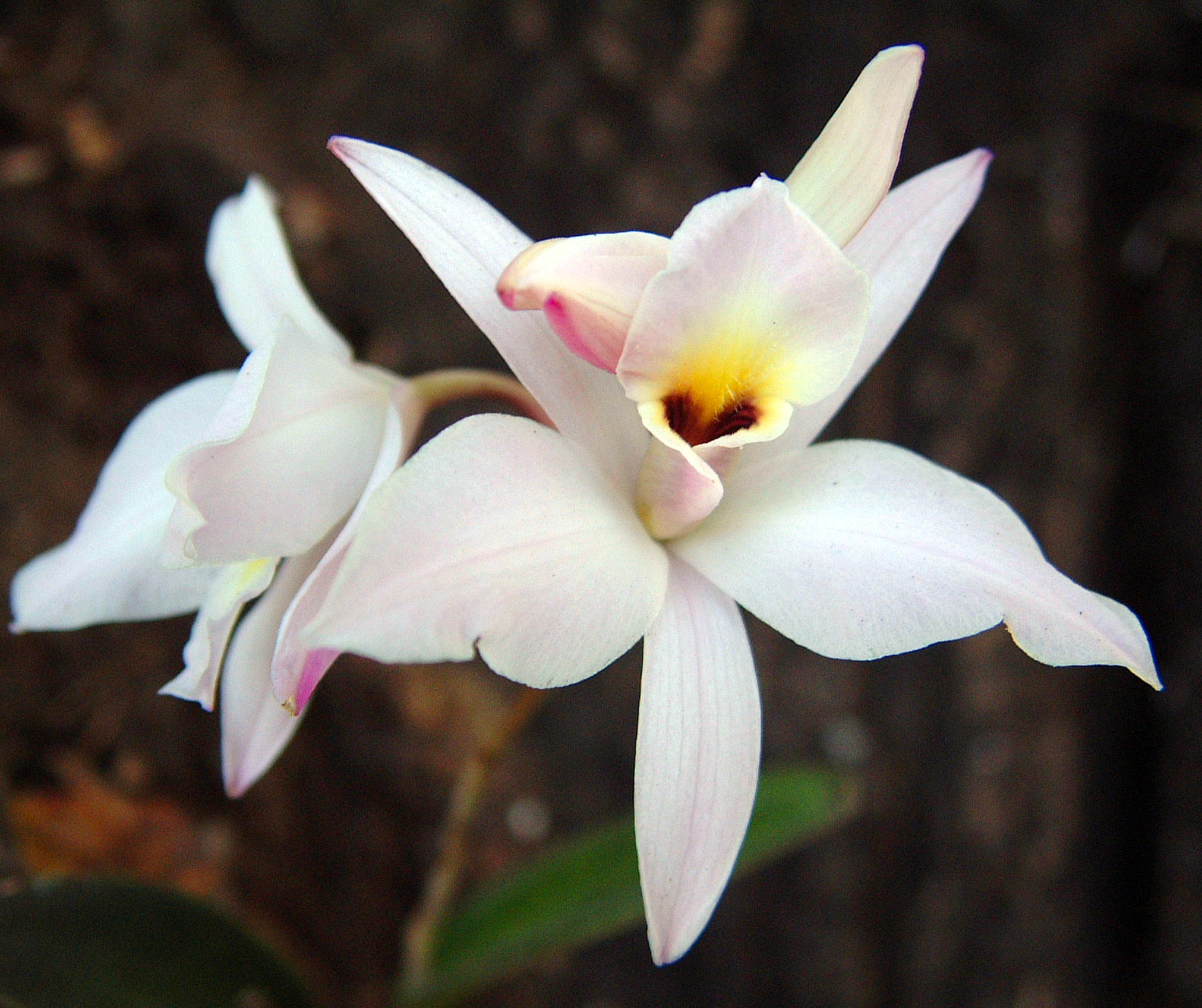 Laelia rubescens alba